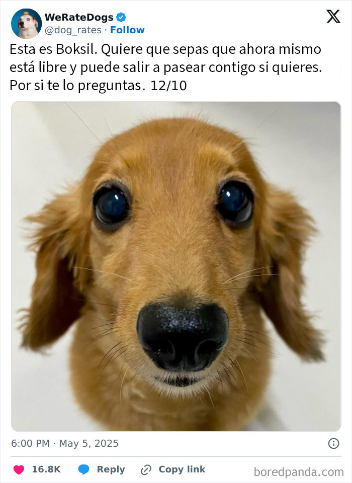 20 Personas que pidieron una valoración de sus perros y recibieron respuestas buenísimas