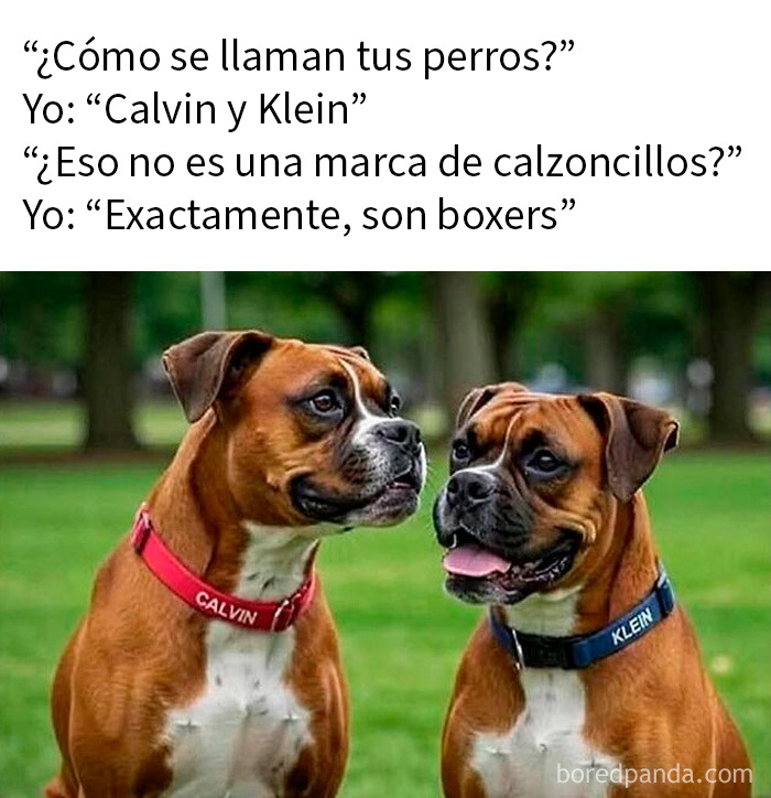 Dos perros bóxer con collares que dicen Calvin y Klein, chiste sobre marcas y memes divertidos.