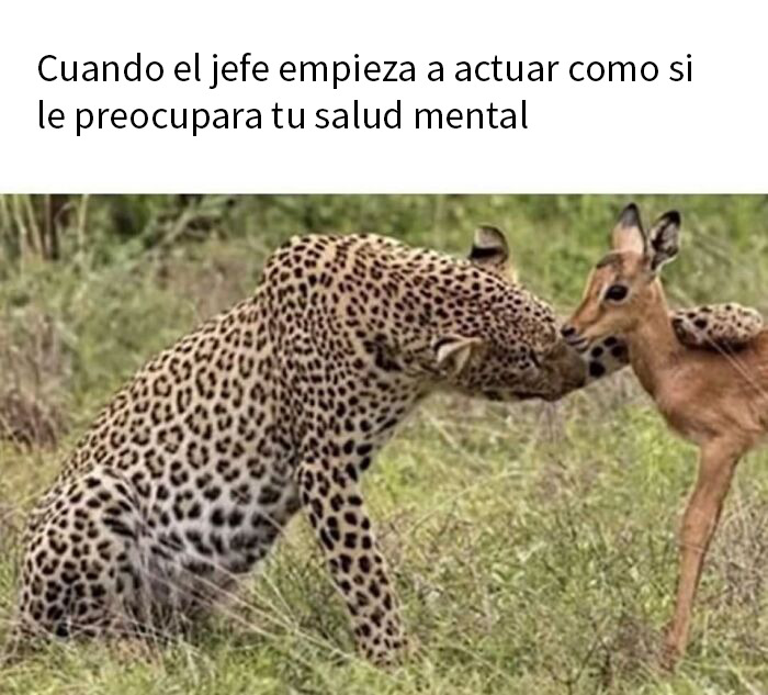 Memes divertidos de Alicia y el gato en un bosque, con texto en inglés, ideales para memes divertidos y entretenimiento en línea.