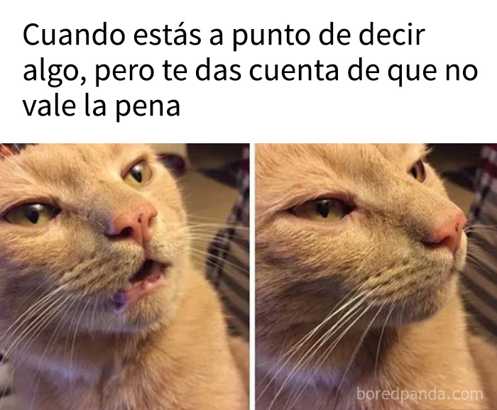 Gato con expresión divertida mostrando humor sobre compartir una sola célula cerebral colectiva en la humanidad.