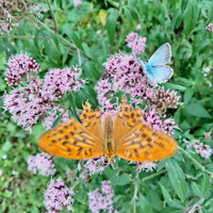 flia_cavallebermudez avatar