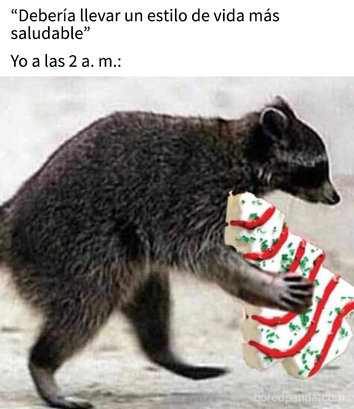 Mapache sosteniendo una galleta navideña grande, meme divertido que captura el espíritu de los memes de Navidad.