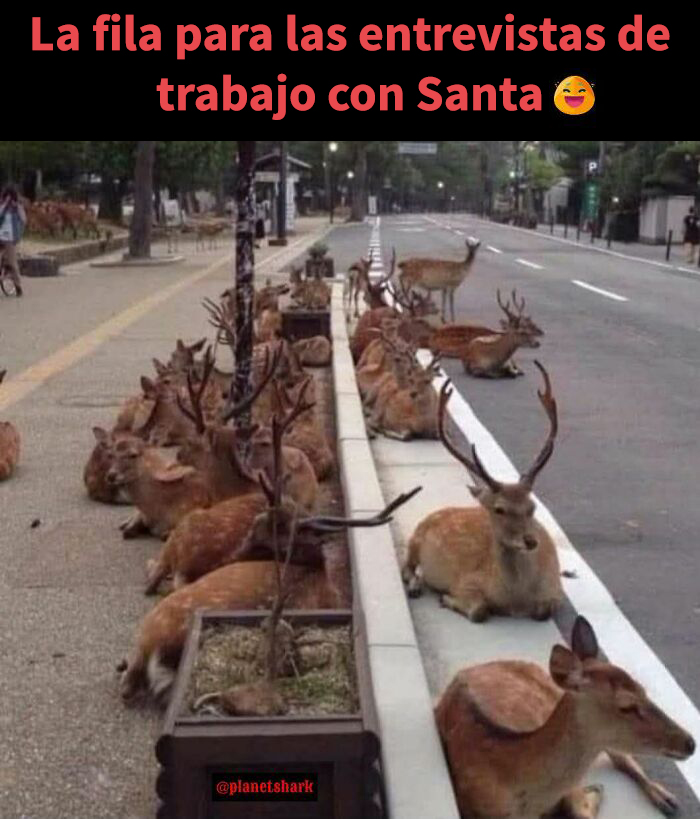 Grupo de ciervos descansando en la calle con texto divertido sobre memes navideños que capturan el ambiente de la temporada alegre.
