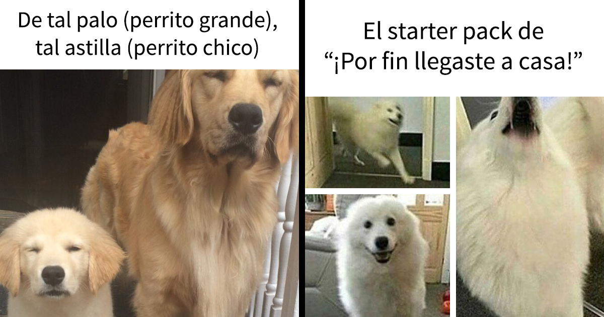 15 memes de perros tan adorables que les robarán una sonrisa