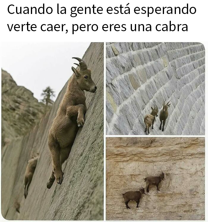 Cabras escalando paredes empinadas en imagen divertida para 50 posts graciosos para ver en lugar de hacer cualquier otra cosa.