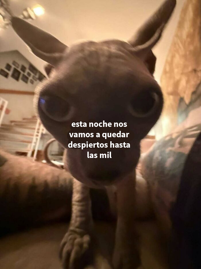 Publicación divertida sobre perder el progreso en un juego móvil, parte de posts graciosos para ver en internet.