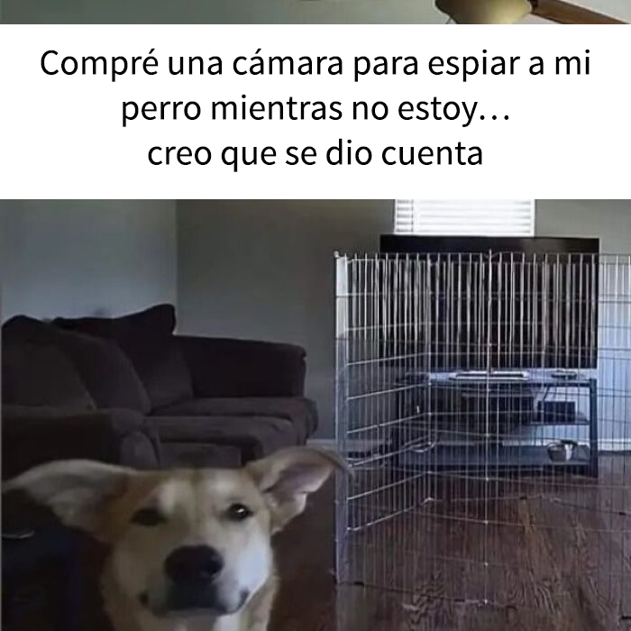 Perro adorable mirando a cámara con reja en sala de estar, meme divertido sobre perros para calentar el corazón.