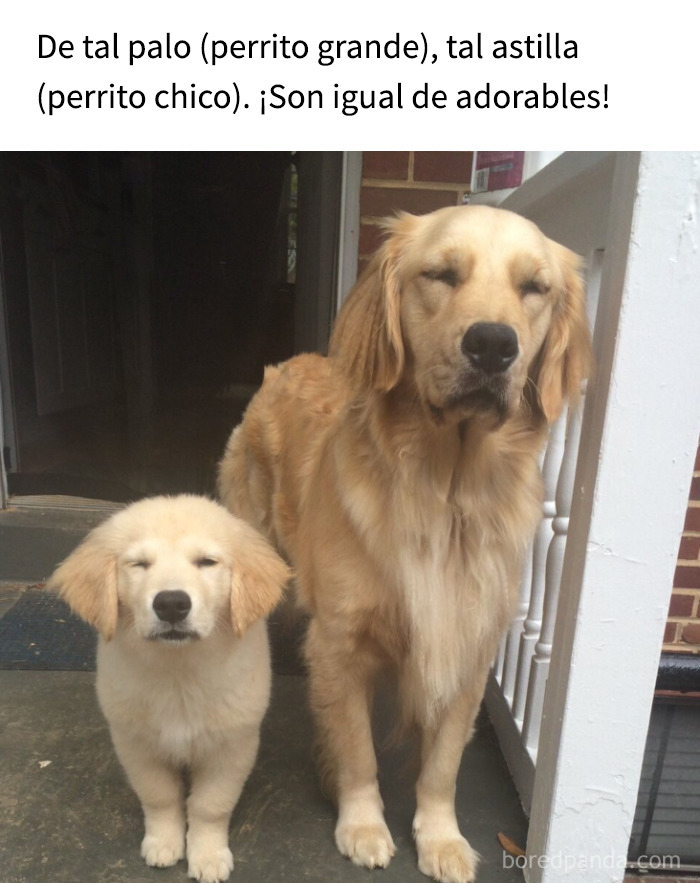 Dos perros dorados parecidos, uno adulto y uno cachorro, imagen tierna para memes adorables de perros que alegran el corazón.