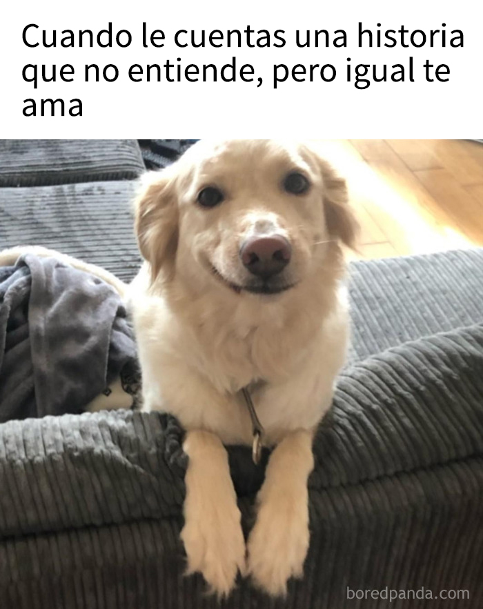 Perro adorable sonriendo en sofá, mostrando amor incondicional en un meme divertido de perros encantadores.