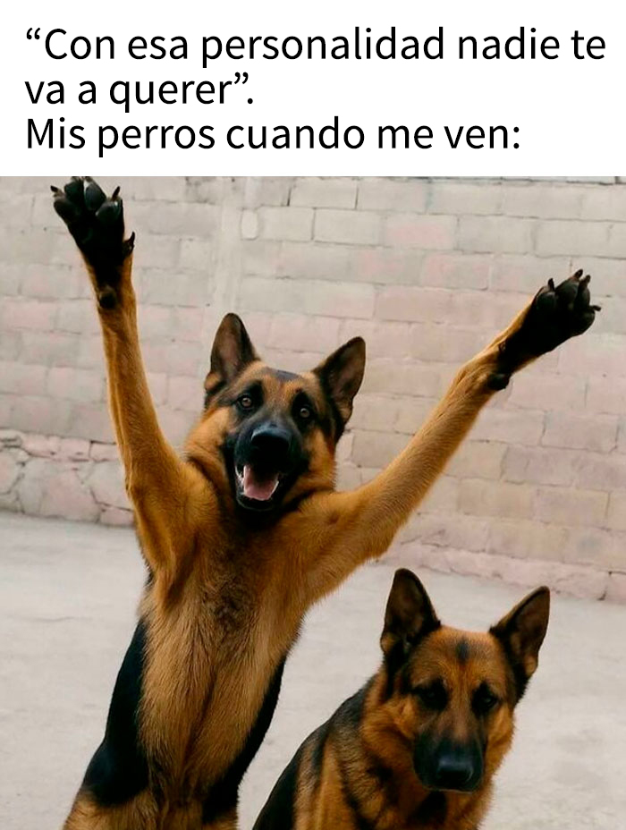 Perros adorables celebrando con patas levantadas, imagen divertida que muestra el cariño en memes de perros para alegrar el corazón.