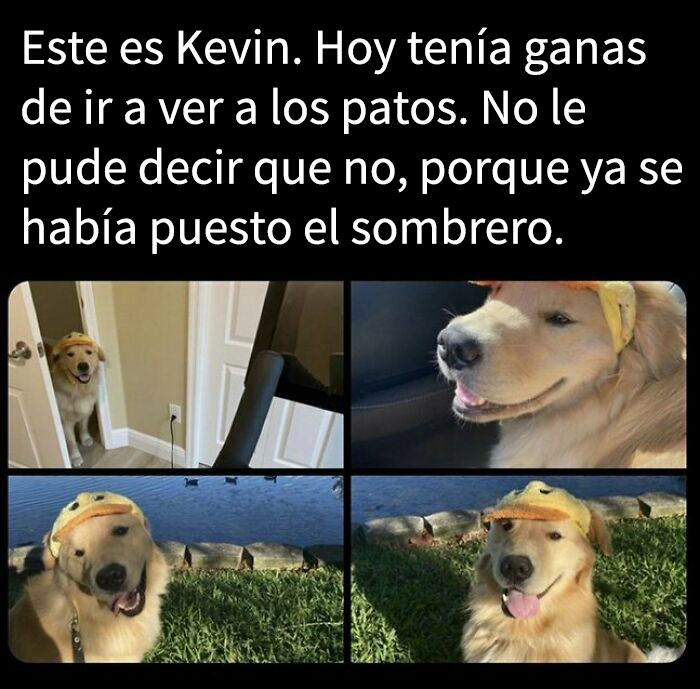 Perro adorable con sombrero de pato junto al agua, sonriente y listo para visitar, meme de perros divertido y tierno.