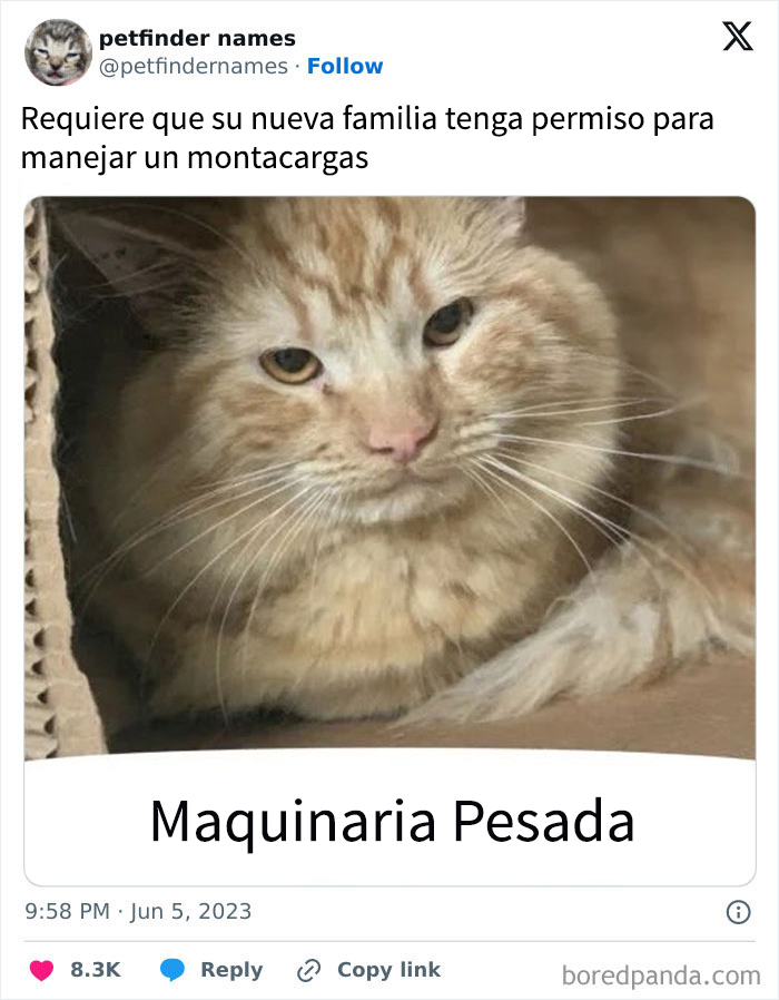 Gato llamado Heavy Machinery en caja de cartón, ejemplo divertido de nombres para mascotas que merecen un premio.