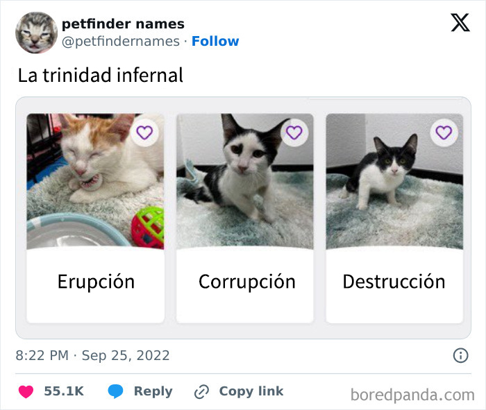 Tres gatitos con nombres para mascotas creativos y originales que merecen un premio por su genialidad.