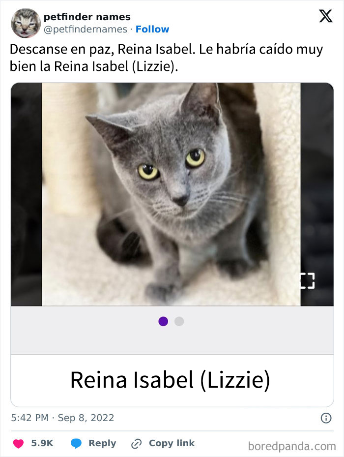 Gato gris con ojos amarillos ilustrando nombres de mascotas creativos que merecen reconocimiento especial.