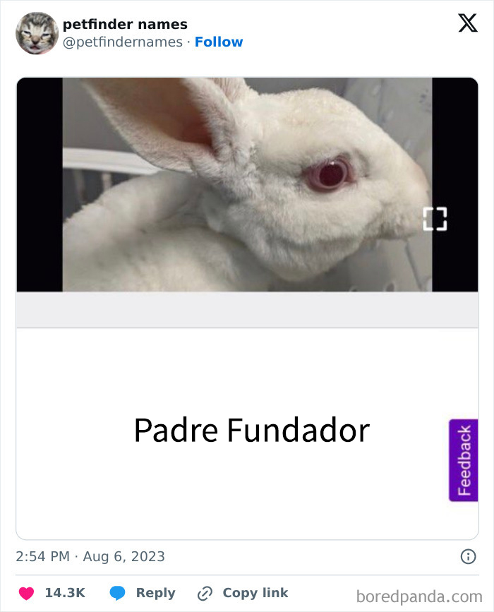 Conejo blanco adulto con nombre creativo Founding Father, ejemplo de nombres de mascotas que merecen un premio.