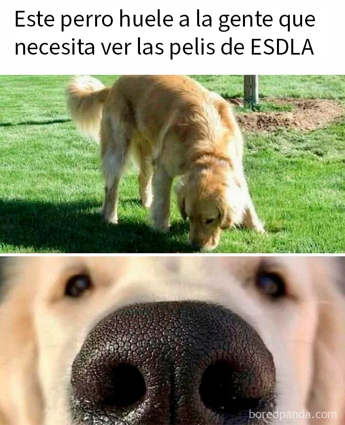 Hombre explicando memes de The Lord Of The Rings sobre personajes como Elfos, Hobbits y Orcos en una presentación.