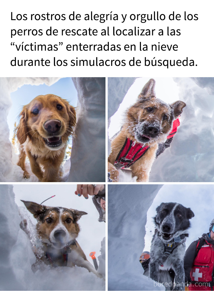 Perros de rescate en la nieve mostrando caras emocionadas, imagen que genera instantánea dopamina y alegría.