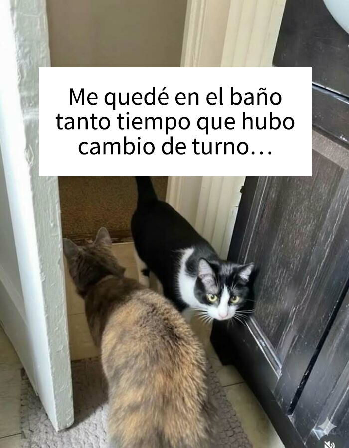 Dos gatos en la puerta del baño con texto humorístico, meme que genera dopamina instantánea para entretenimiento.