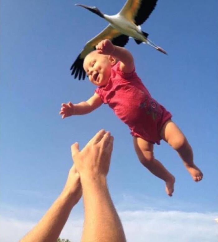 20 Memes de animales tan divertidos como alegres para animarte un poco