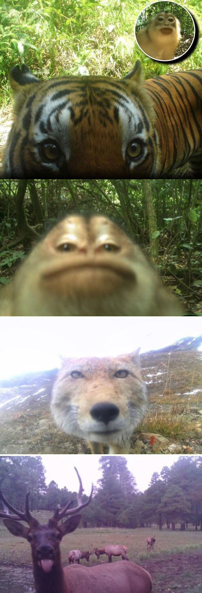 Animales mostrando su encanto en imágenes capturadas en la naturaleza que alegran el día de las personas.
