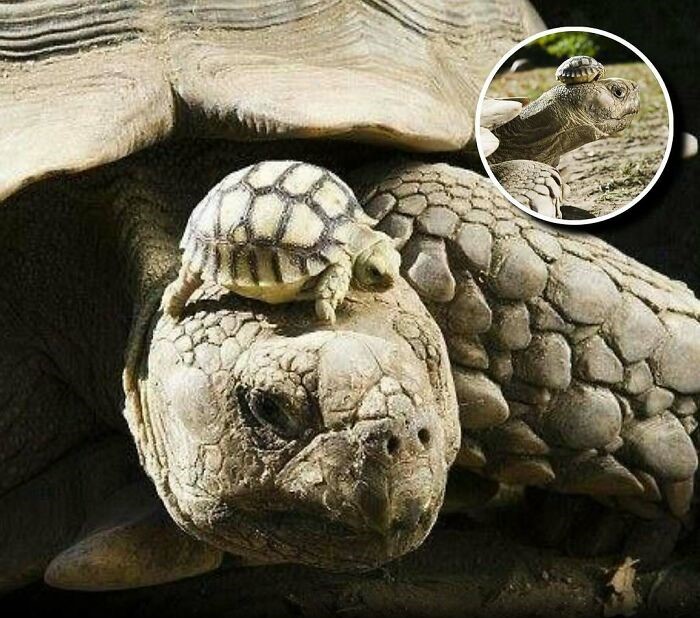 Tortuga madre de 140 años con su cría de 5 días, mostrando el encanto de los animales y alegrando el día de las personas.