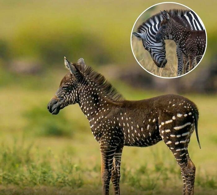 Cría de cebra con manchas únicas mostrando el encanto animal y alegrando el día de las personas en la naturaleza.
