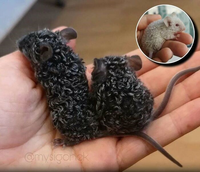 Ratones con rizos naturales en mano mostrando el encanto animal que alegra el día de las personas.