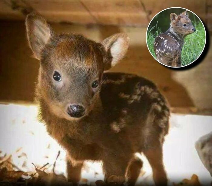 Cervatillo pequeño mostrando su encanto natural que alegra y captura la atención de las personas con ternura animal.