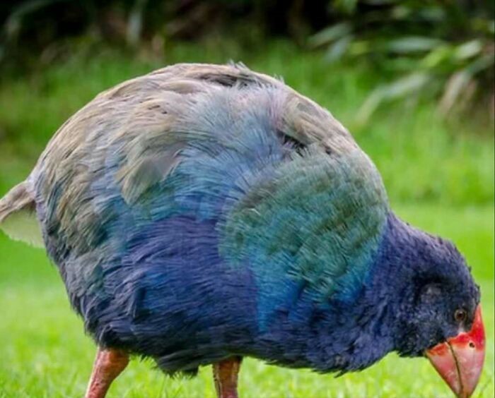 Ave prehistórica colorida en césped, mostrando el encanto animal que alegra el día de las personas.