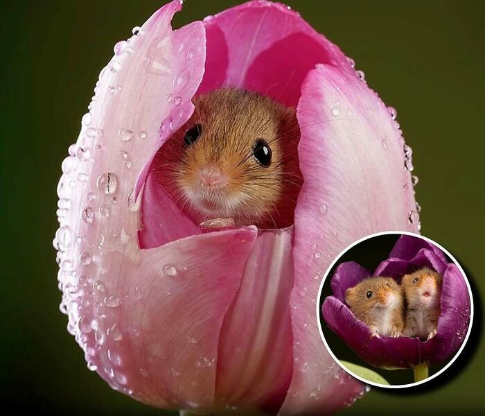 Ratones adorables mostrando su encanto dentro de flores, ejemplificando momentos que alegran el día de las personas.