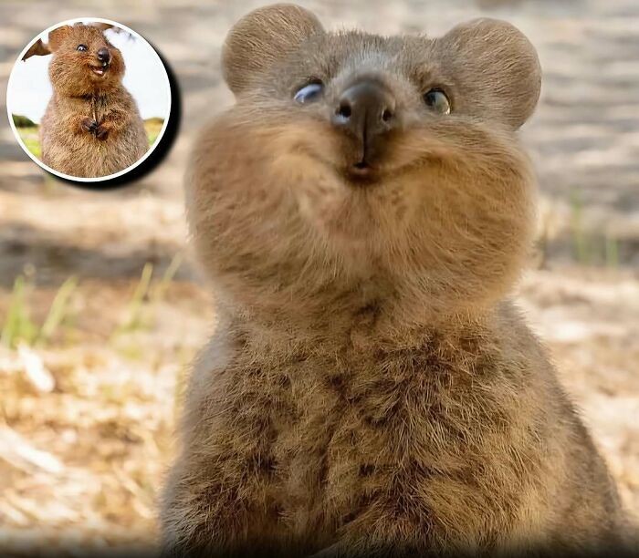 Quokka mostrando su encanto y alegría, uno de los animales que iluminan los días de las personas con su ternura.