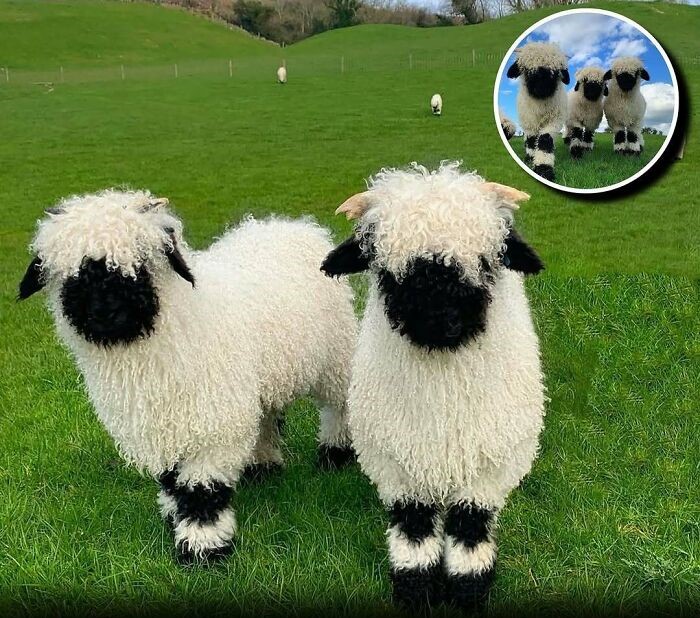 Dos ovejas Valais Blacknose en un campo verde mostrando el encanto animal que alegra el día de las personas.