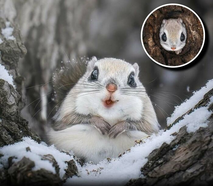 Ardilla voladora siberiana mostrando su encanto en el bosque nevado, alegrando el día de las personas con su ternura.