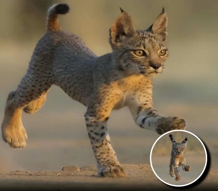Lince ibérico bebé mostrando su encanto natural y alegrando el día con su carisma único entre animales.