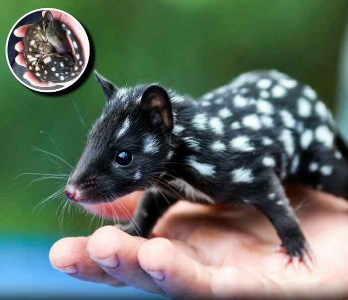 Animal encantador con manchas blancas en la mano que muestra su brillo y encanto para alegrar el día de las personas.
