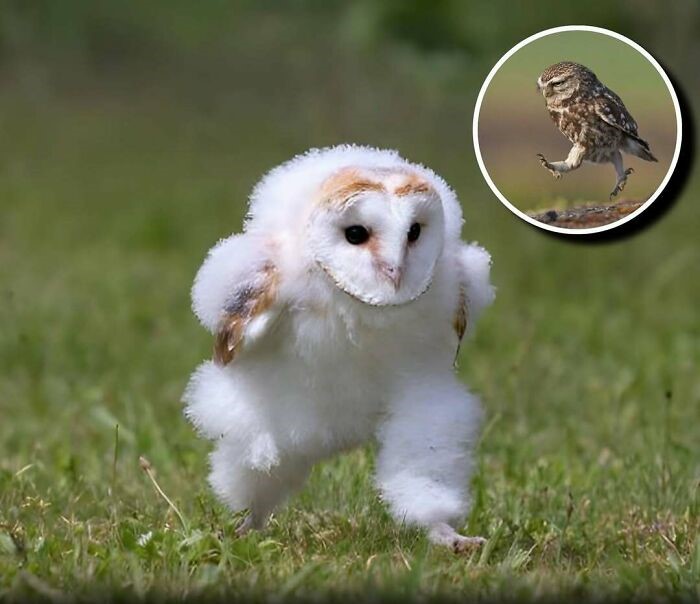 Búhos jóvenes corriendo en lugar de volar, mostrando el encanto de los animales que alegran los días de las personas.