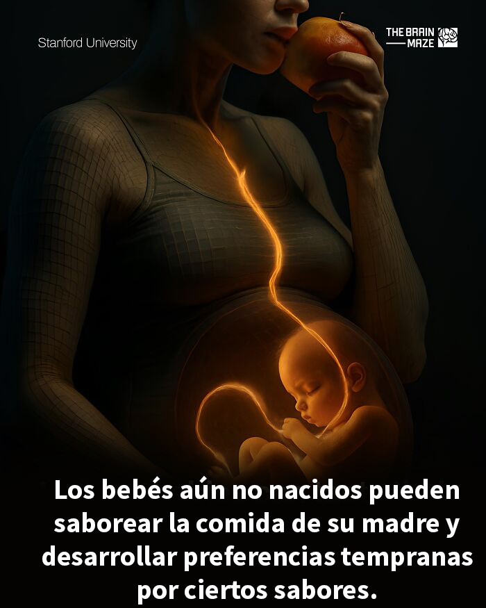 Mujer embarazada sosteniendo una fruta, con representación del feto y conexión al gusto en datos sobre mente y cuerpo.