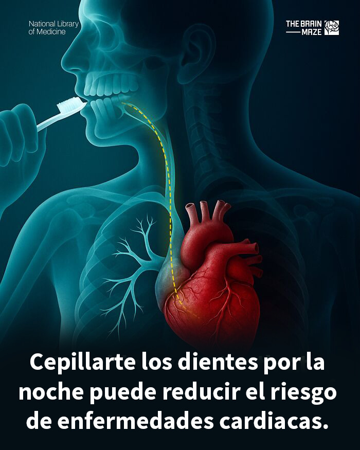 Hombre cepillándose los dientes con gráfico del corazón y esófago en fondo, resaltando hechos interesantes sobre la mente y el cuerpo.
