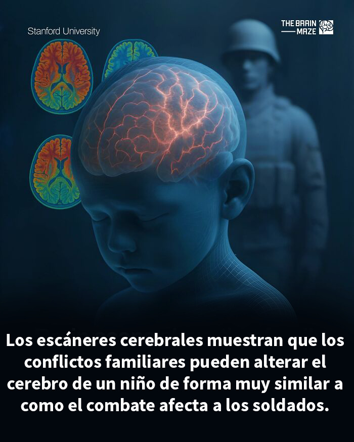 Escaneo cerebral de un niño con áreas activas, mostrando cómo el conflicto familiar afecta la mente y el cuerpo según estudios.