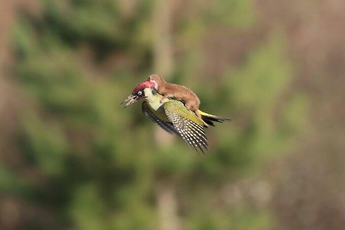 Comadreja montando un pájaro carpintero en vuelo, mostrando la ternura y encanto de los animales.