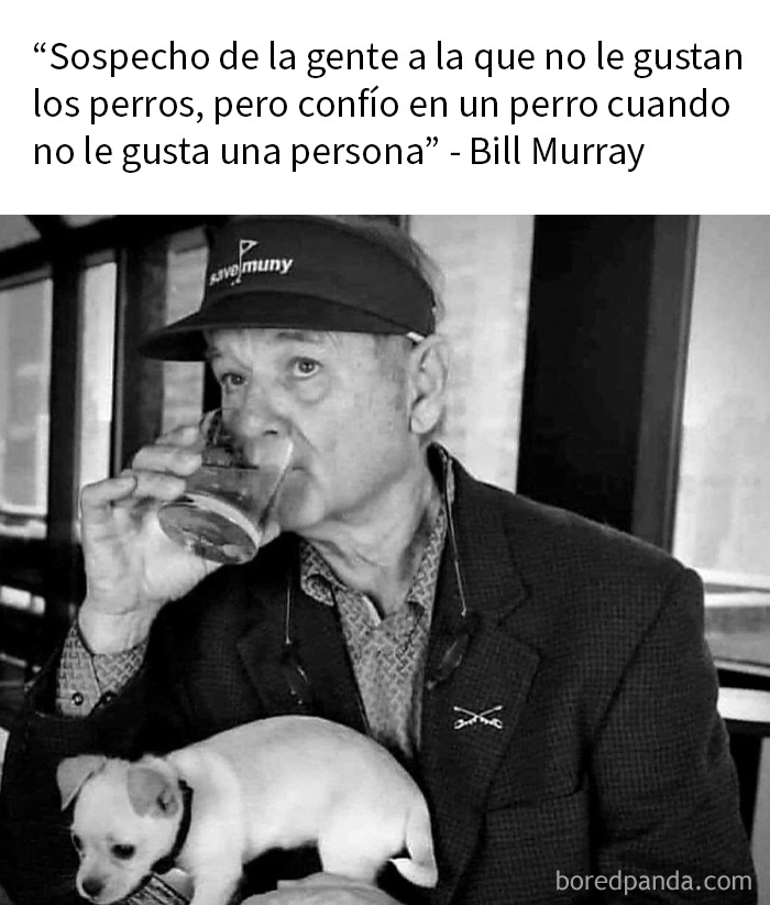 20 Memes de animales tan divertidos como alegres para animarte un poco