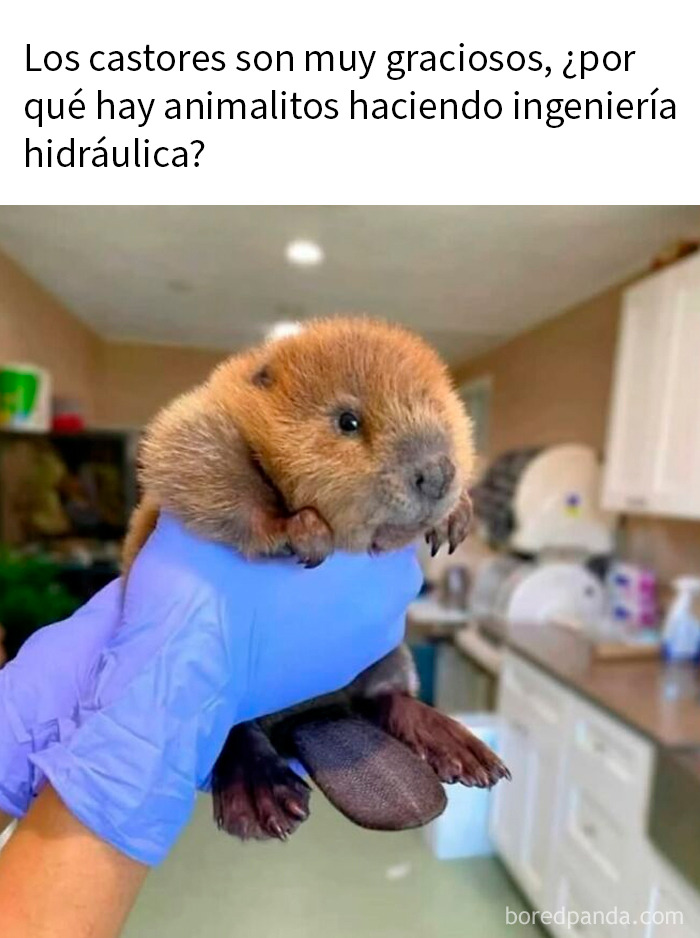 20 Memes de animales tan divertidos como alegres para animarte un poco