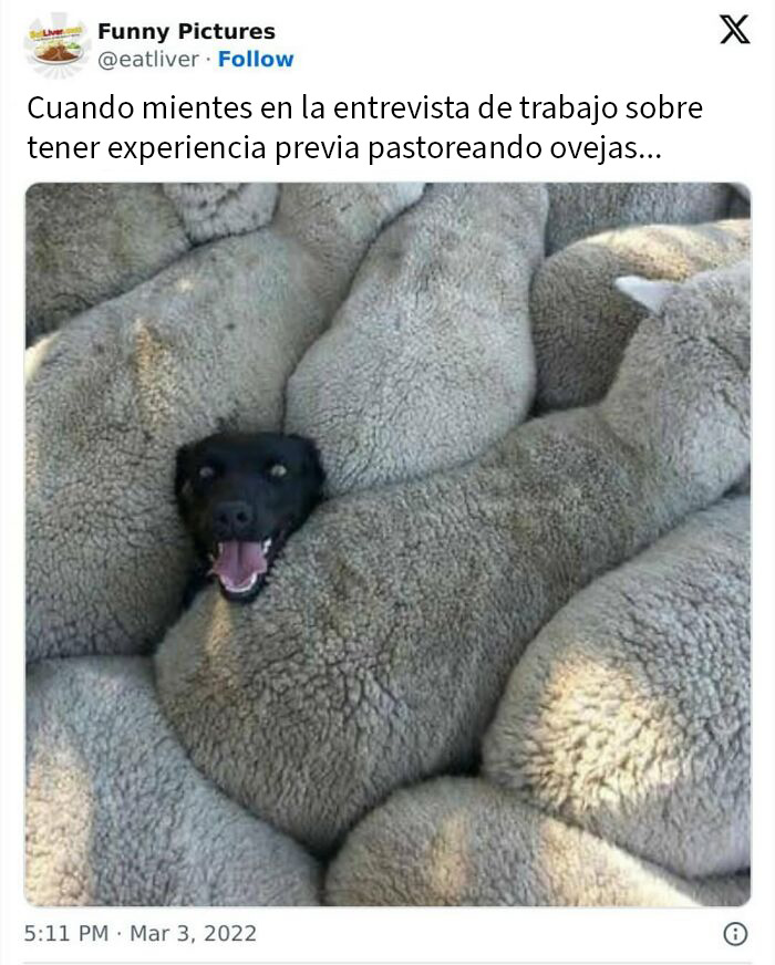 20 Memes de animales tan divertidos como alegres para animarte un poco