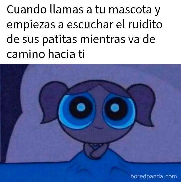 20 Memes de animales tan divertidos como alegres para animarte un poco