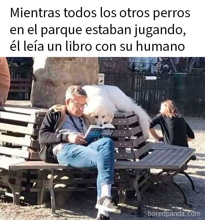 20 Memes de animales tan divertidos como alegres para animarte un poco