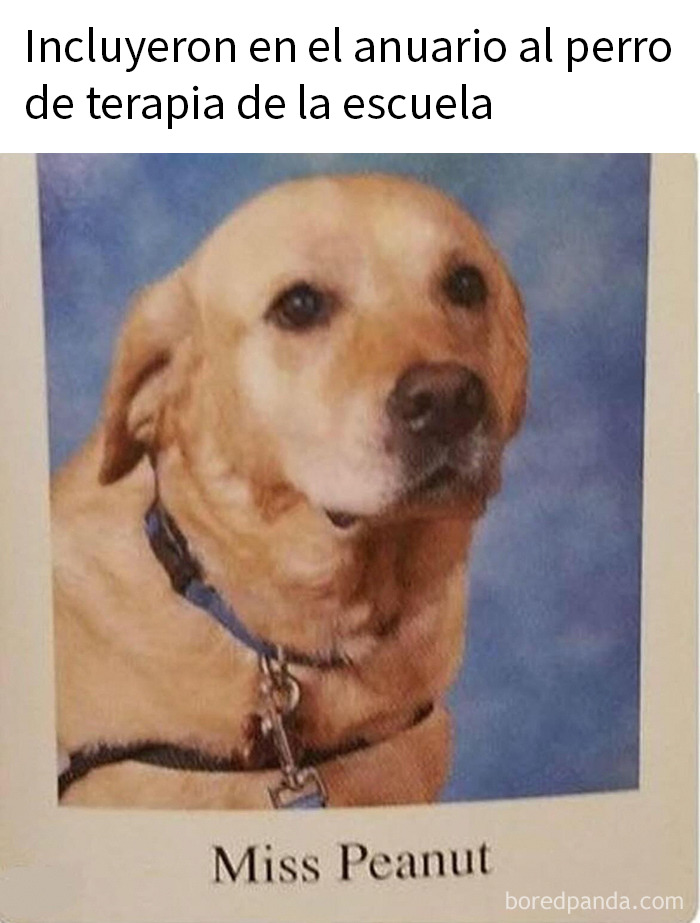 20 Memes de animales tan divertidos como alegres para animarte un poco