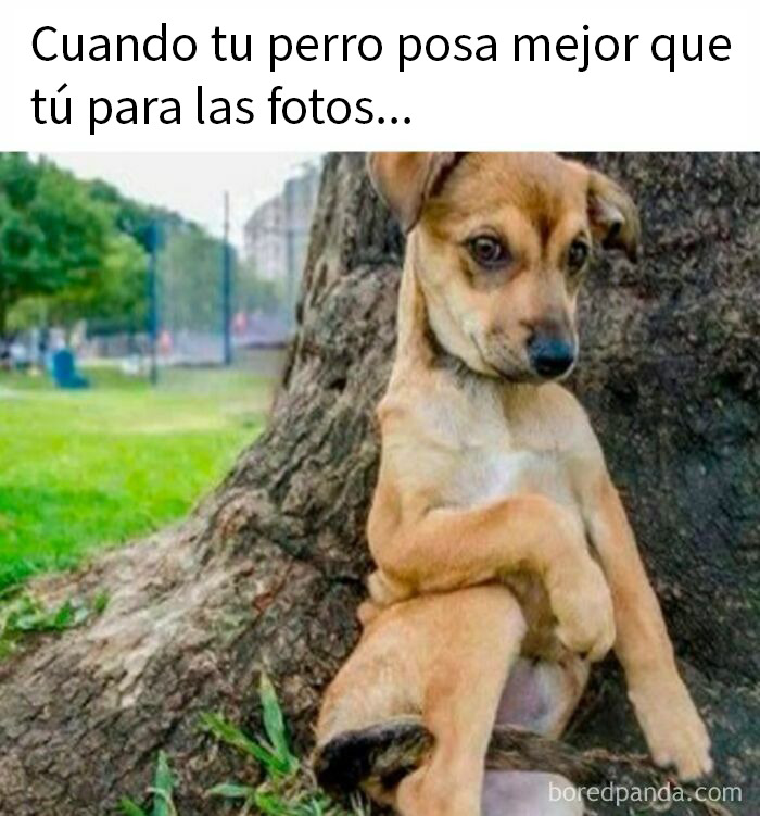 20 Memes de animales tan divertidos como alegres para animarte un poco