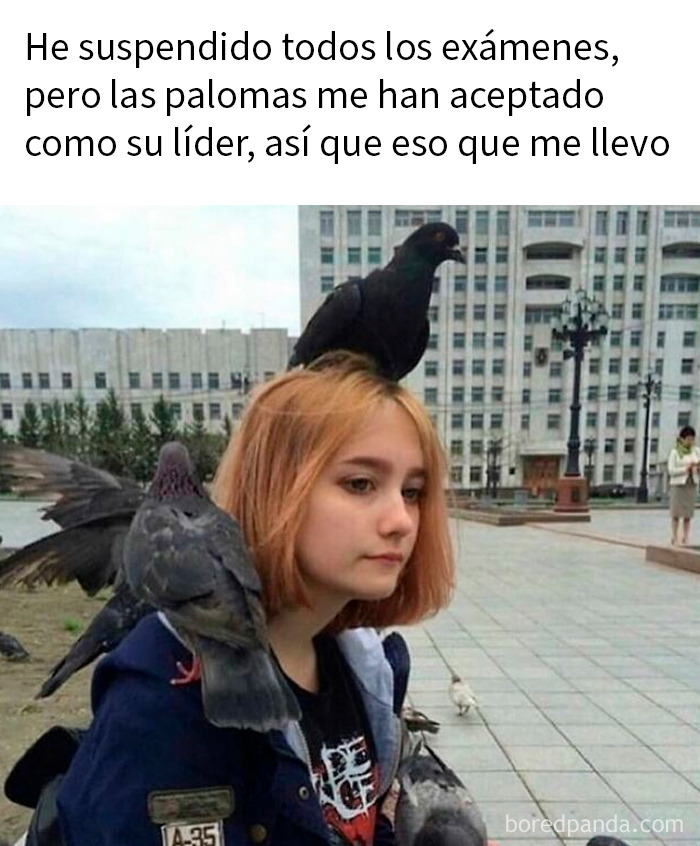 20 Memes de animales tan divertidos como alegres para animarte un poco