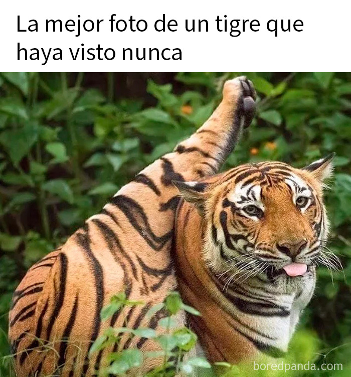20 Memes de animales tan divertidos como alegres para animarte un poco
