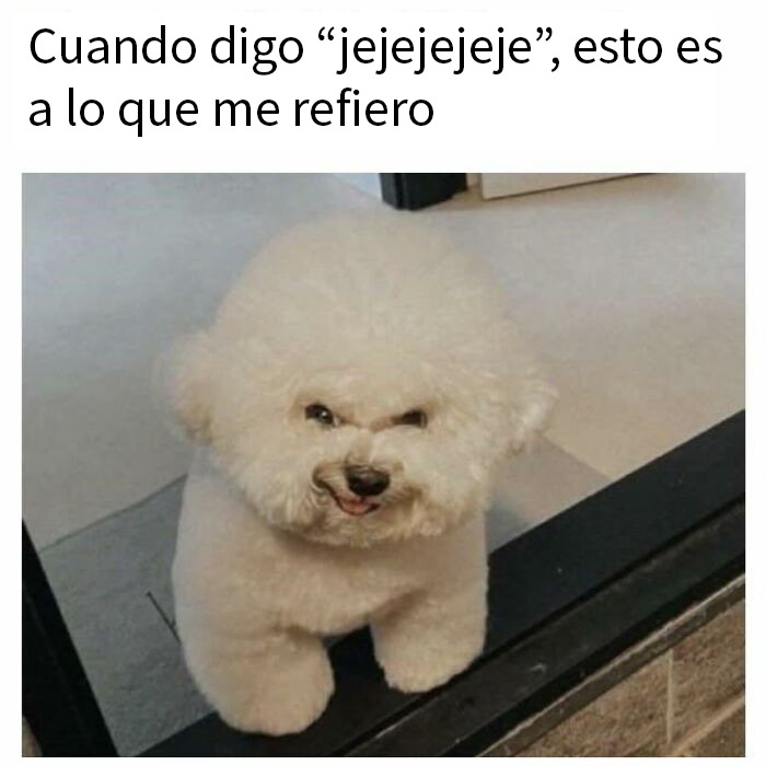 20 Memes de animales tan divertidos como alegres para animarte un poco